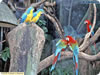 Jurong Bird Park